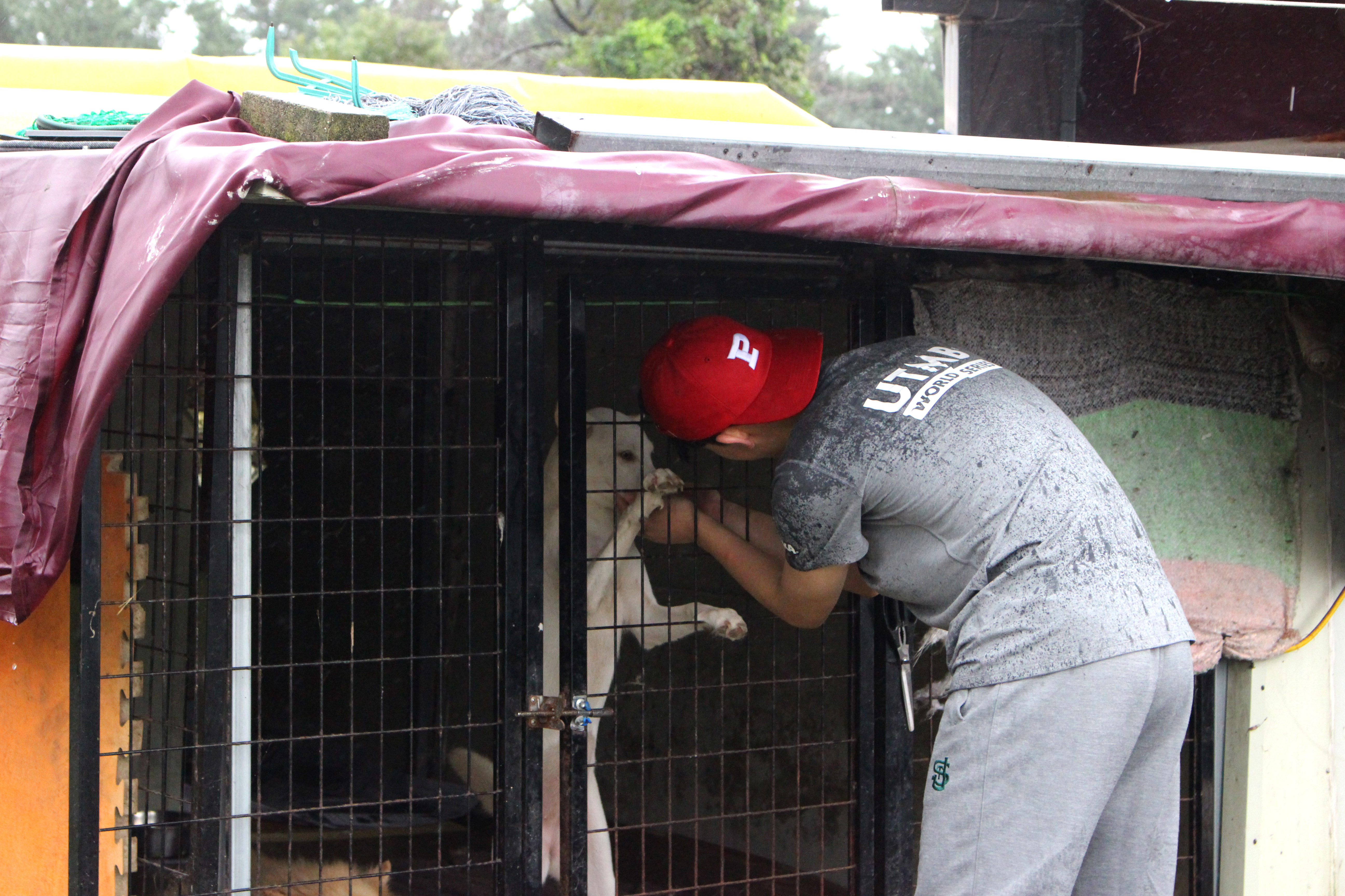 Haram taking care of dogs at the shelter